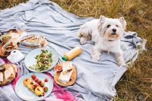dogpicnic.jpg