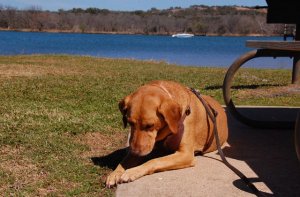irie-tethered-barkpost.jpg