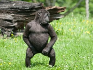 Monkey-Dancing-Funny-Picture.jpg