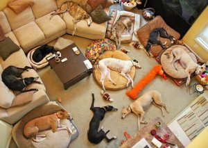 dogpartyafter.jpg