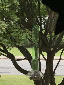 squirrel stop.jpg