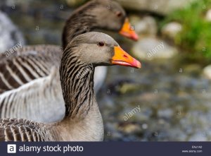 anser-anser-greylag-goose-ENJ1A2.jpg