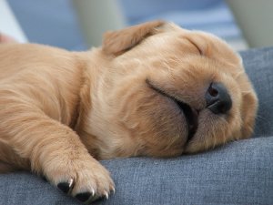 nap.jpg