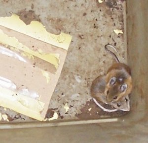 mice 3-31-19.jpg