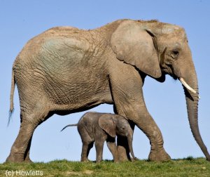 elephant.jpg