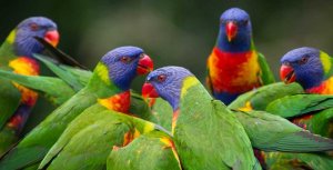 parrots.jpg