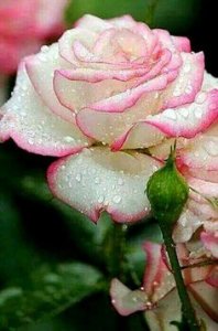 rose2.jpg