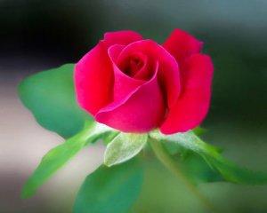 flower5.jpeg