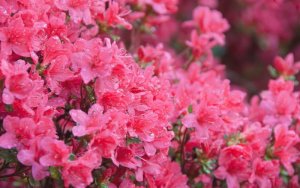 flowers3.jpg
