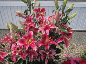 stargazer lily 003.JPG