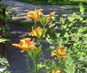 august tiger lilies.jpg