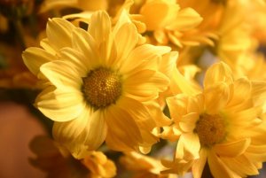 flowers for you sunflowers.jpg