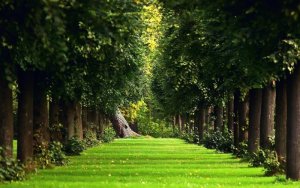 follow me greenery 5.jpg