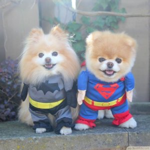 dogcute3.jpg