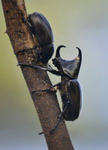 rhinoceros-beetles.jpg