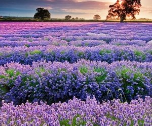 prettyscene1.jpg