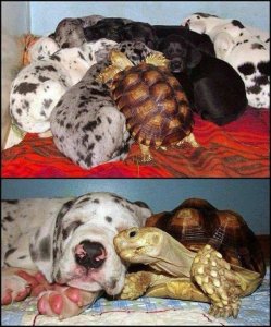 tortoise.jpg