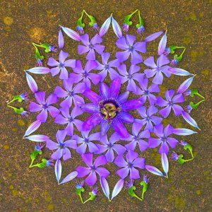 flower-designrulz-14.jpg