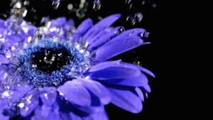 Today 6.gif