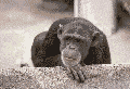 Monkey (2015-01-27T04_30_12.000).gif