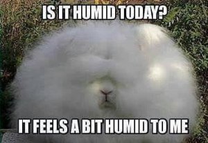 humid.jpg