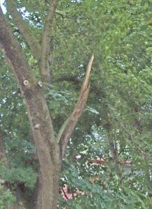 tree damage July 2015a.jpg