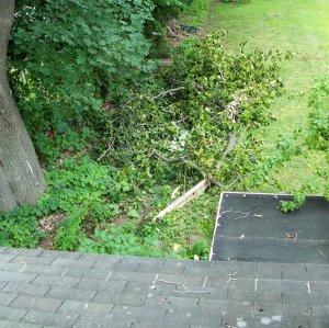 tree damage July 2015b.jpg