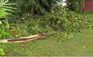 tree damage July 2015c.jpg