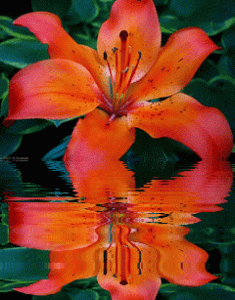 Today 20.gif