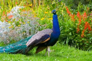 blue peacock.jpg