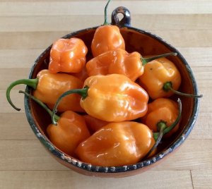 fresh-chile-habanero-peppers-29.jpg