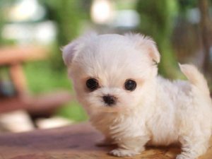dogcute.jpg