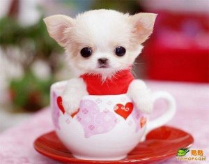 dogcute4.jpg