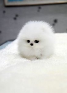 dogcute6.jpg