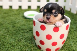 dogcute7.jpeg