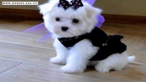 dogcute8.jpg