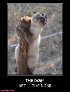 the-dog-get-the-dog-demotivational-posters-1337398844.jpg