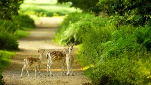 deer.jpg