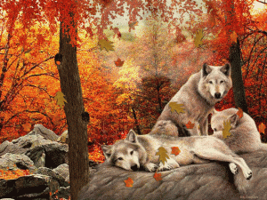 wolves.gif