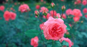 beautfilroses.jpg