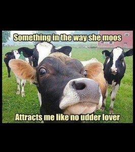 cow.jpg