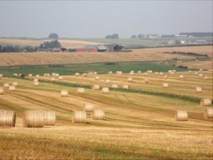 bales of hay.jpg