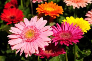 flowers for you daisies.jpg