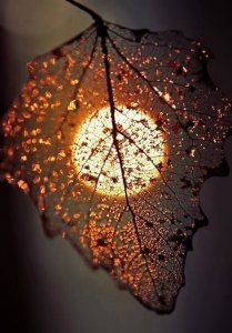 df0949d3a2409f12ab88697d441c5811--autumn-fall-autumn-leaves.jpg
