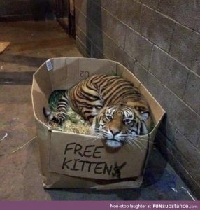 tiger.jpg