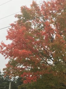 D5C78182-AC30-45EA-A250-5ACEE3D47D92.jpeg