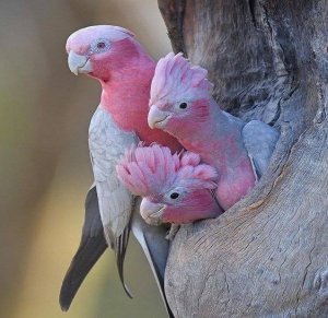 pink2.jpg