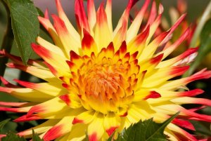 dahlias-453900_1280.jpg