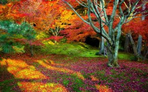falltrees.jpg