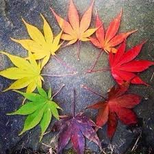 cycle of leaves 2019.jpeg